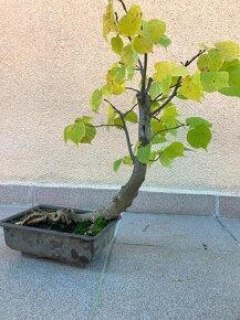 Bonsai, Bonsaj, jamadori, lípa srdčitá - 5