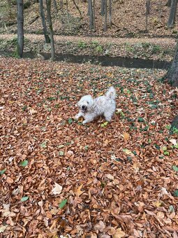 Irish wheaton terrier - 5