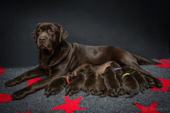 Labrador - hnědá štěňátka s PP - 5