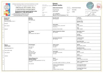 Středoasijský pastevecký pes s PP MDC, SAO, Alabaj - 5