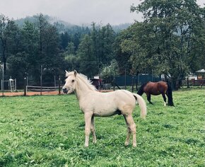 Letošní welsh part bred hřebeček - 5