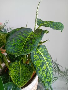 Dieffenbachia Reflector - 5