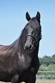 Fellský pony - spolehlivá klisna na chov a rekreaci - 5