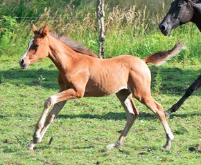 Letošní Shayga arab klisnička - 5