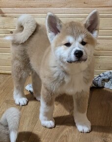 Akita Inu štěňátka s průkazem původu -  PP - 5