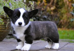 Welsh Corgi Cardigan FCI- krásná dívka - 5