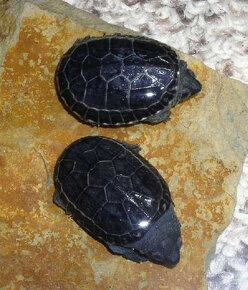 Vodní želvy klapavci salvinovi - Staurotypus salvinii - 5