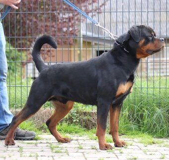 Steniatka rottweilera,rotvajlera,rtw,rotty s PP - 5