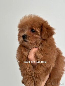 Maltipoo Dark Caramel male - 5