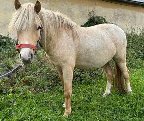 Welsh part bred pony - 5