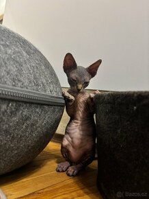 Kanadský sphynx - 5