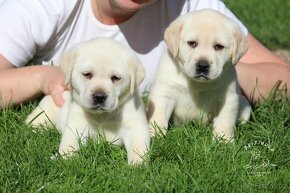 Labrador Retriever - šteniatka s rodokmeňom pôvodu s PP - 5