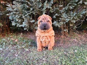 Sharpei, sarpej. Sarpei - 5