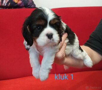 Cavalier King Charles spaniel (kavalír) s PP - 5