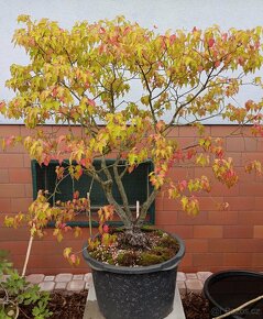 JAVOR AMURSKÝ (OHNIVÝ) - (ACER GINNALA) bonsai - 5