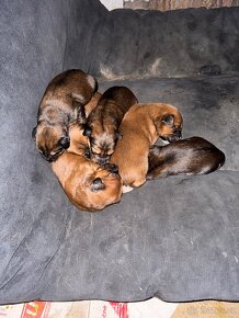 Štěňata kříženého Labradora s Ovčákem - 5