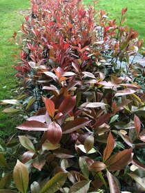 Blyskavky Red Robin - Photinia Fraserova 50 cm - 5