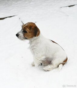 Jack Russell terier s PP - pejsek - 5