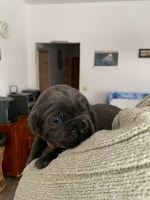 Cane Corso - štěňátka - 5