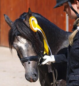 Prodej valacha welsh pony, sekce B - 5