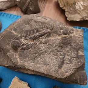 TRILOBITI FOSILIE ZKAMENELINY VELKÁ SBIRKA - 5