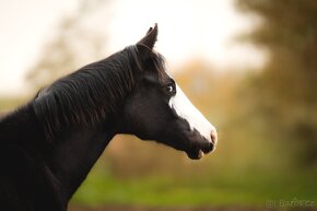 Letošní American Quarter Horse black klisna, vnučka Gunnera - 5