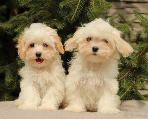 Maltipoo F1 - 5