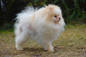 Pomeranian fena - 5