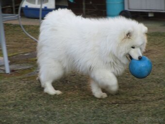 Samojed s PP - 5