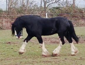 Shire Horse (SHS) - 5