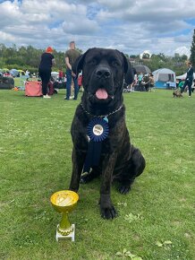 Krycí pes Cane Corso s PP - 5