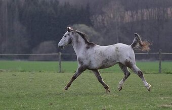 Valach Appaloosa - 5