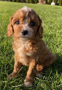 Cavapoo , kavapoo - 5