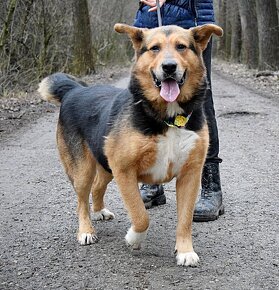 NAVARO - 2,5 ROKU, KAMARÁDSKÝ,HODNÝ,VHODNÝ K RD - 5