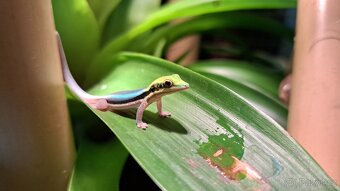 Phelsuma klemmeri - 5