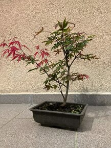 Bonsai, Bonsaj, japonský javor, skalky - 5