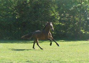 3 - letý connemara pony valach - KVH 153 cm - 5