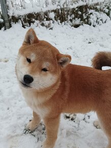 Shiba inu psík s PP - 5