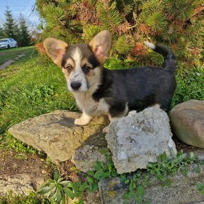 Welsh Corgi Pembroke s pp - 5