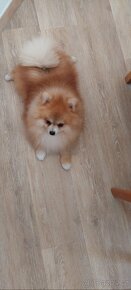 PRODÁM ŠTĚNĚ POMERANIAN - 5