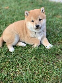 Shiba inu - 5