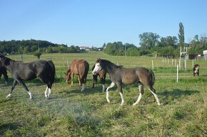 Welsh pony sekce B - 5