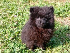 Pomeranian Černá Fenečka... - 5