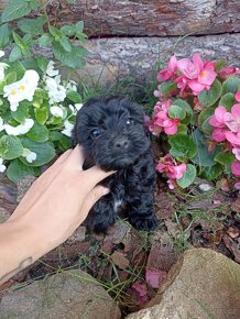 Maltipoo szczeniaki pudel maltańczyk - 5