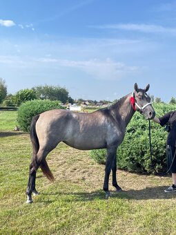 Klisna sportovní pony 3 roky. - 5