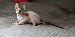 Krásný a vymazlený kocourek Cornish rex - 5