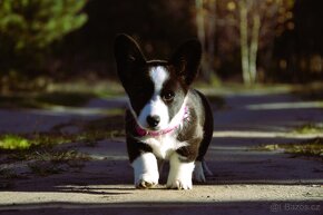 Welsh Corgi Cardigan FCI - 5