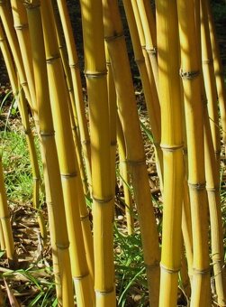 Bambus-Phyllostachys bissetti, Phyllostachys aur.aureocaulis - 5