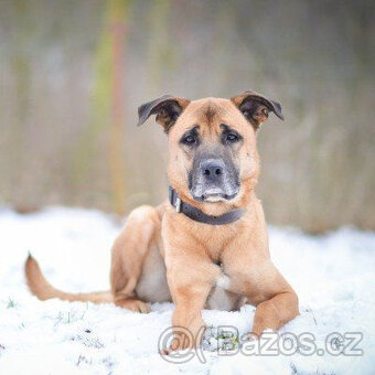 SEBASTIAN -pes ridgeback x boxer, 35kg, 5 let - 5