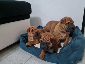 ▶️ SHAR-PEI šteniatko - 5